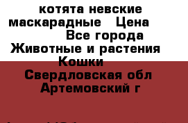 котята невские маскарадные › Цена ­ 18 000 - Все города Животные и растения » Кошки   . Свердловская обл.,Артемовский г.